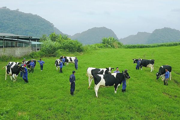 Hậu trường M&A Vinamilk - GTNFoods - Ảnh 1. Hậu trường M&A Vinamilk - GTNFoods - Ảnh 1.