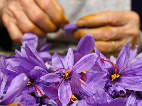 Nghề hái nhuỵ hoa đắt hơn vàng ròng - Ảnh 2.