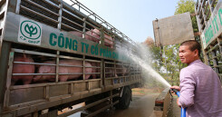Heo hơi tăng giá mạnh, Bộ Nông nghiệp phải họp khẩn điều tiết giá