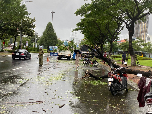 Vì sao Đà Nẵng không 'dính' bão số 5 nhưng 562 cây xanh gãy đổ, nghiêng ngả? - Ảnh 2.