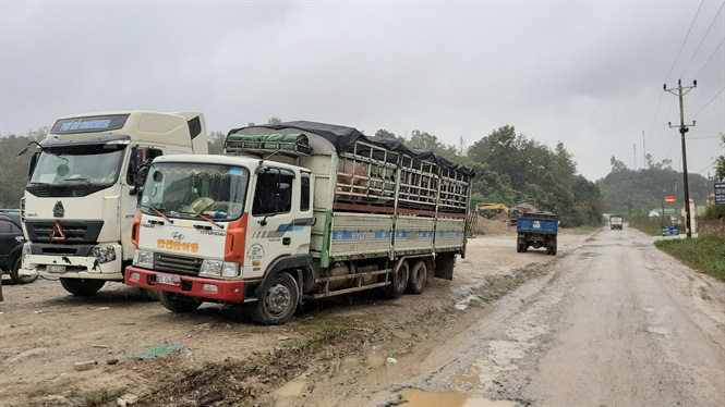 Trung Quốc giá đắt gấp đôi, bất chấp lệnh cấm ồ ạt đưa lợn qua biên - Ảnh 1. Trung Quốc giá đắt gấp đôi, bất chấp lệnh cấm ồ ạt đưa lợn qua biên - Ảnh 1.