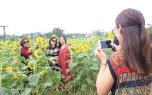 Nông dân Quảng Nam thu bạc triệu mỗi ngày nhờ trồng vườn hoa hướng dương cho khách du lịch chụp hình