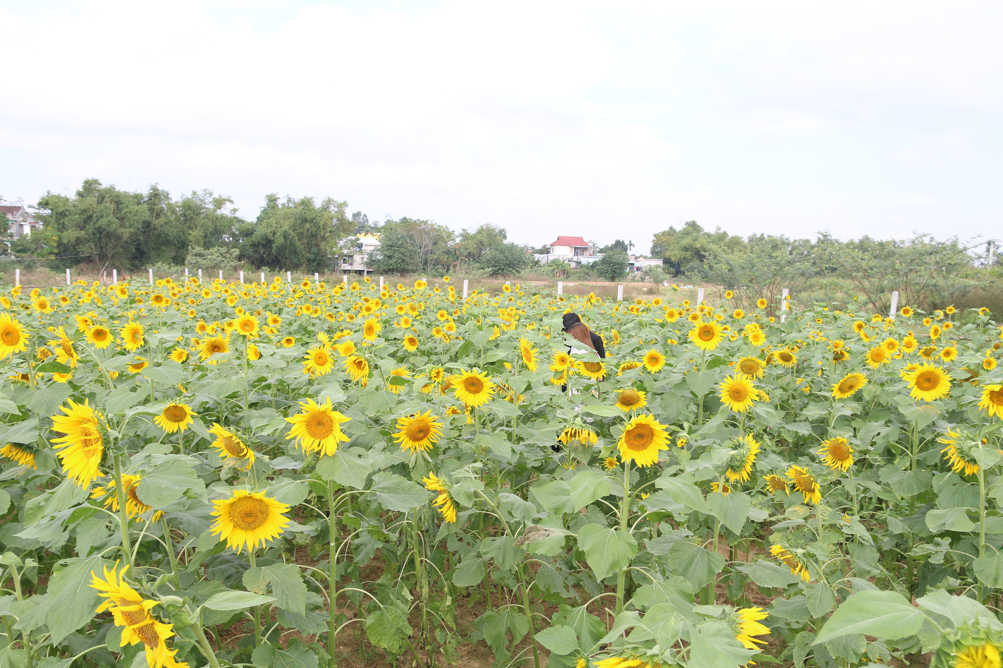 huong-duong (25) huong-duong (25)
