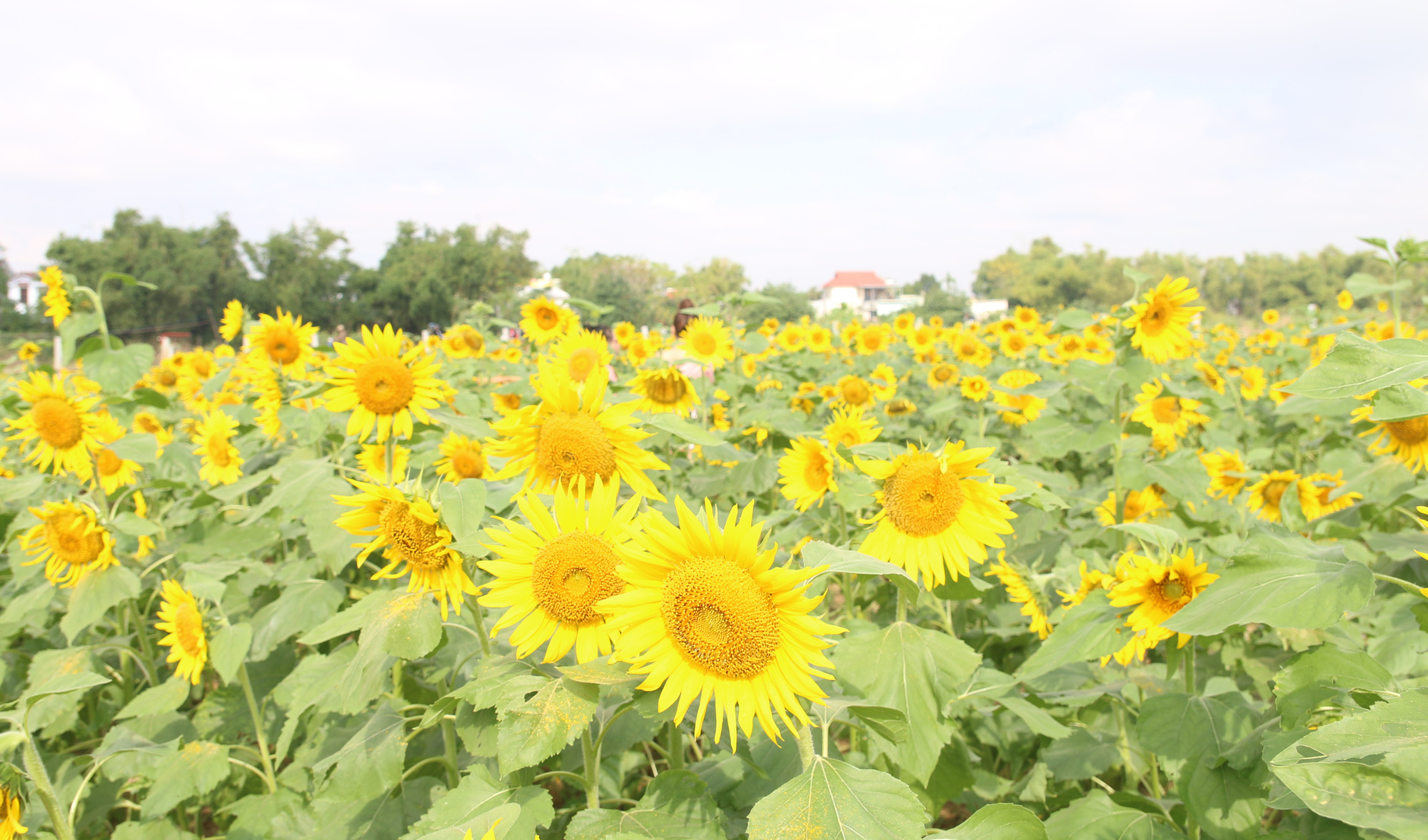 huong-duong (43) huong-duong (43)