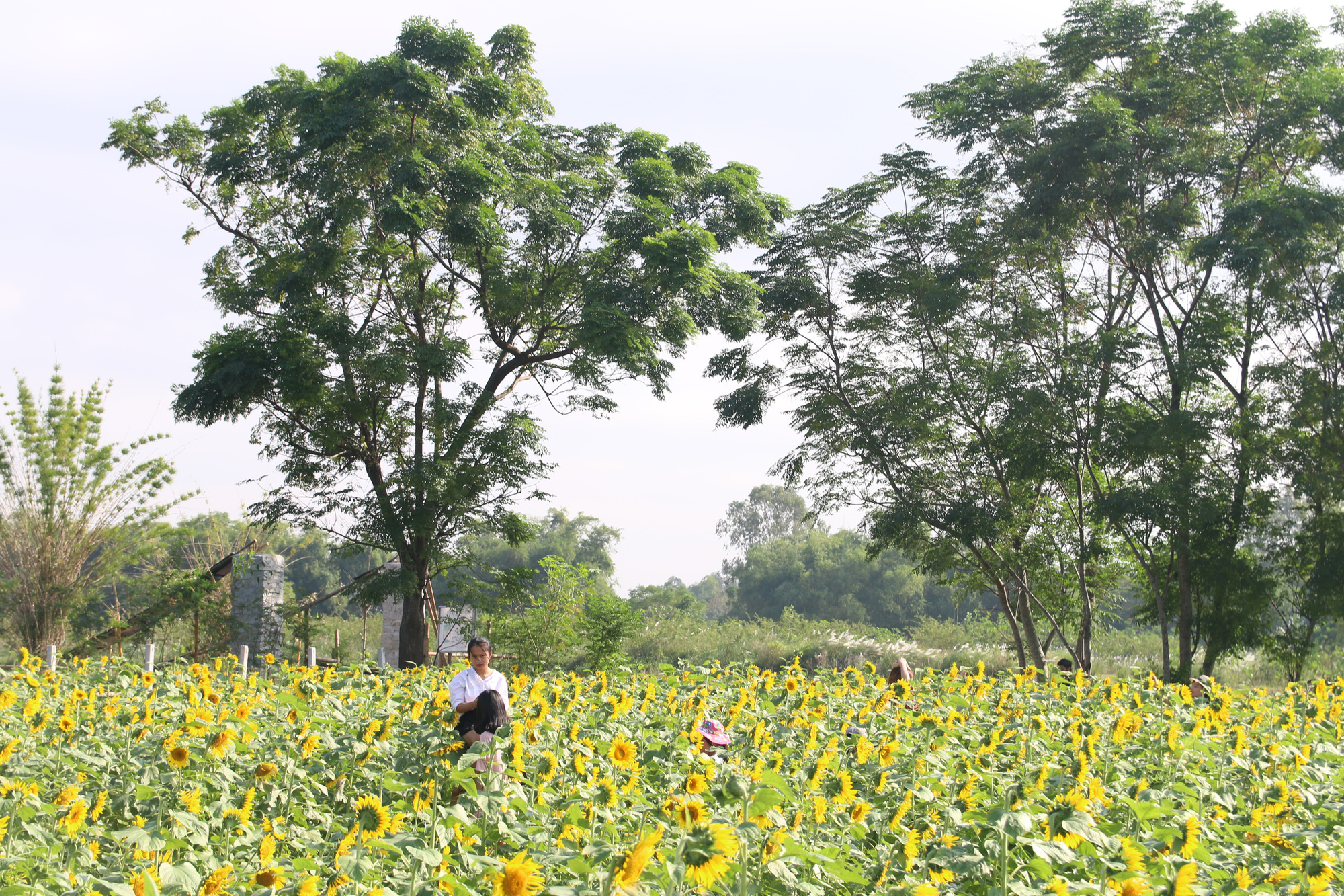 huong-duong (74) huong-duong (74)