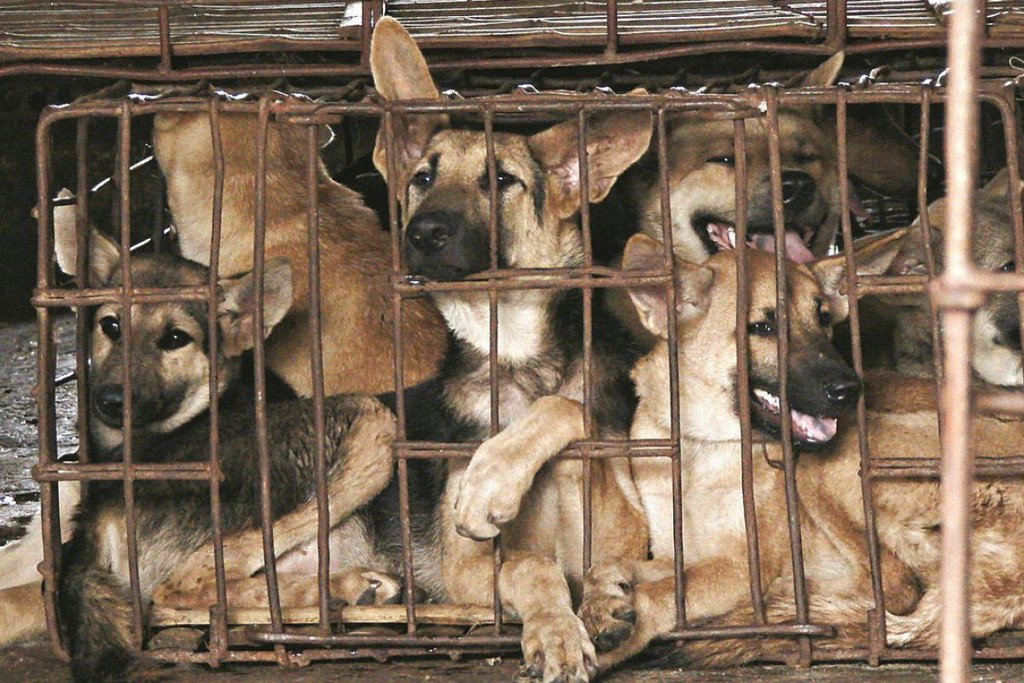 Ăn thịt chó, hẹn đúng giờ và 4 luật cấm ngầm ở Philippines - Ảnh 6.