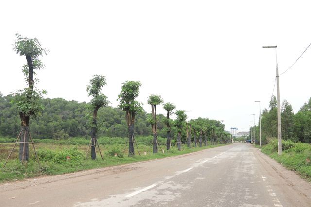 Hàng cây hoa sữa chuyển từ Hồ Tây đến bãi rác Nam Sơn giờ ra sao? - Ảnh 10. Hàng cây hoa sữa chuyển từ Hồ Tây đến bãi rác Nam Sơn giờ ra sao? - Ảnh 10.