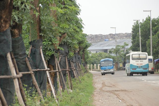 Hàng cây hoa sữa chuyển từ Hồ Tây đến bãi rác Nam Sơn giờ ra sao? - Ảnh 4. Hàng cây hoa sữa chuyển từ Hồ Tây đến bãi rác Nam Sơn giờ ra sao? - Ảnh 4.