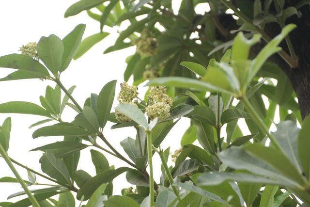Hàng cây hoa sữa chuyển từ Hồ Tây đến bãi rác Nam Sơn giờ ra sao? - Ảnh 8. Hàng cây hoa sữa chuyển từ Hồ Tây đến bãi rác Nam Sơn giờ ra sao? - Ảnh 8.