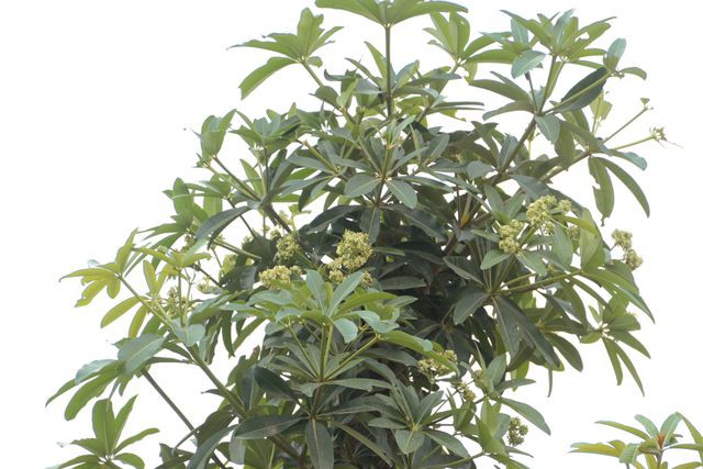 Hàng cây hoa sữa chuyển từ Hồ Tây đến bãi rác Nam Sơn giờ ra sao? - Ảnh 9. Hàng cây hoa sữa chuyển từ Hồ Tây đến bãi rác Nam Sơn giờ ra sao? - Ảnh 9.