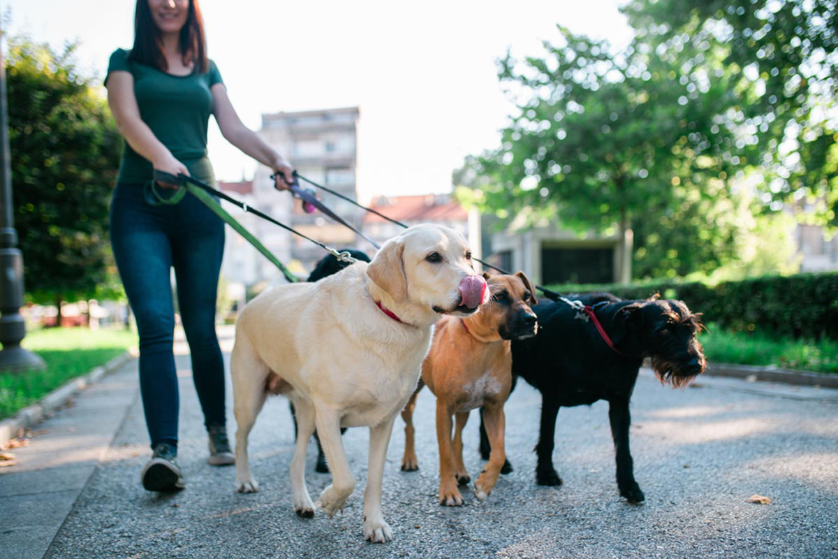 homeguide-dog-walker homeguide-dog-walker