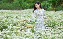 Gợi ý 5 địa điểm chụp hoa cúc họa mi đẹp tại Hà Nội