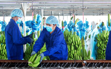 Hết thu tiền từ bò và bất động sản, vườn chuối ngập trong lũ, công ty nông nghiệp của bầu Đức lỗ thêm gần 1.000 tỉ đồng