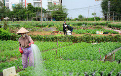 Đà Nẵng chặn sốt đất ảo, thu hồi dự án 'xí phần' nhưng chậm triển khai trên đất nông nghiệp