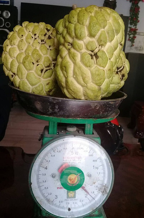 Na khổng lồ mỗi trái một kg ở miền Tây - Ảnh 1.
