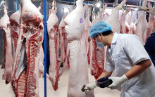Giá heo hơi đã lên 95.000 đồng/kg, động thái lạ là chợ đầu mối đang giảm giá thịt