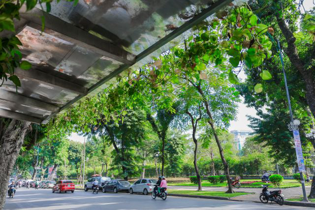 Người Hà Nội thích thú với những 'khu vườn treo' ấn tượng trên nóc trạm chờ xe buýt - Ảnh 11.