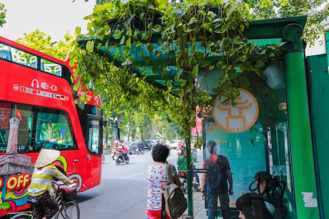Người Hà Nội thích thú với những 'khu vườn treo' ấn tượng trên nóc trạm chờ xe buýt - Ảnh 3.
