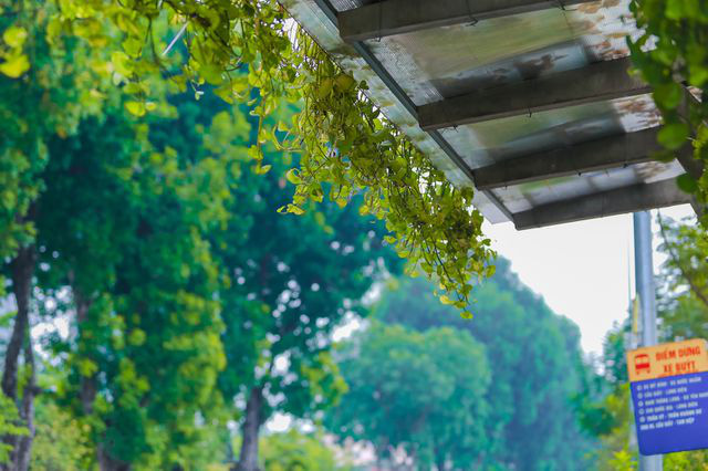 Người Hà Nội thích thú với những 'khu vườn treo' ấn tượng trên nóc trạm chờ xe buýt - Ảnh 5.