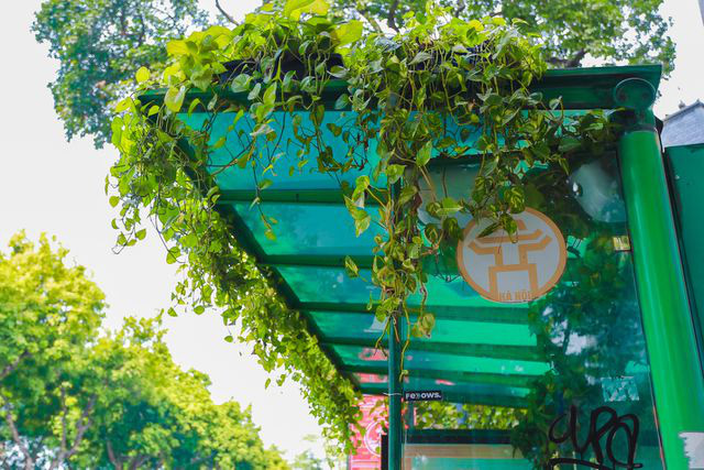 Người Hà Nội thích thú với những 'khu vườn treo' ấn tượng trên nóc trạm chờ xe buýt - Ảnh 7.