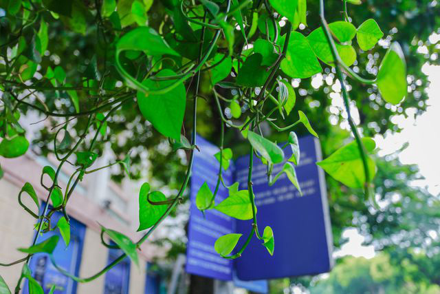 Người Hà Nội thích thú với những 'khu vườn treo' ấn tượng trên nóc trạm chờ xe buýt - Ảnh 9.