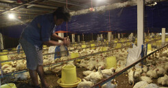 Heo tăng tốc, giá gà 'đua' theo, chân gà da với xương cũng 45.000-55.000 đồng/kg