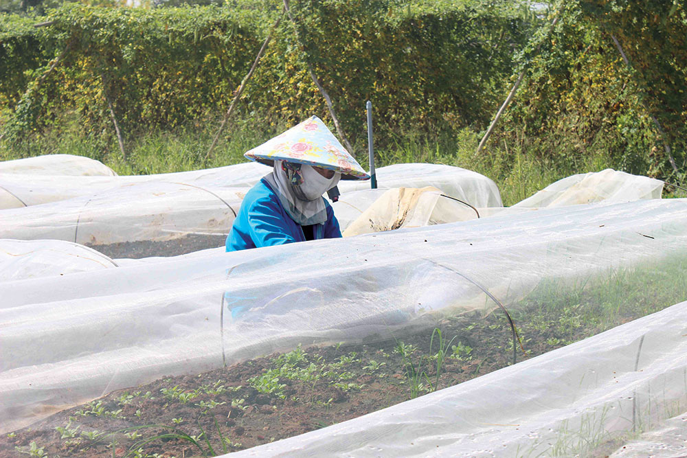 Ứng dụng công nghệ cao trong sản xuất nông sản sạch - Ảnh 1.