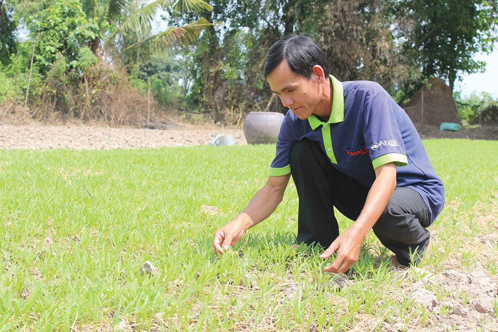 Ứng dụng công nghệ cao trong sản xuất nông sản sạch - Ảnh 2.