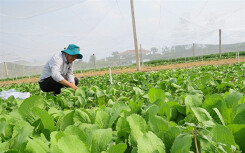 Ứng dụng công nghệ cao trong sản xuất nông sản sạch