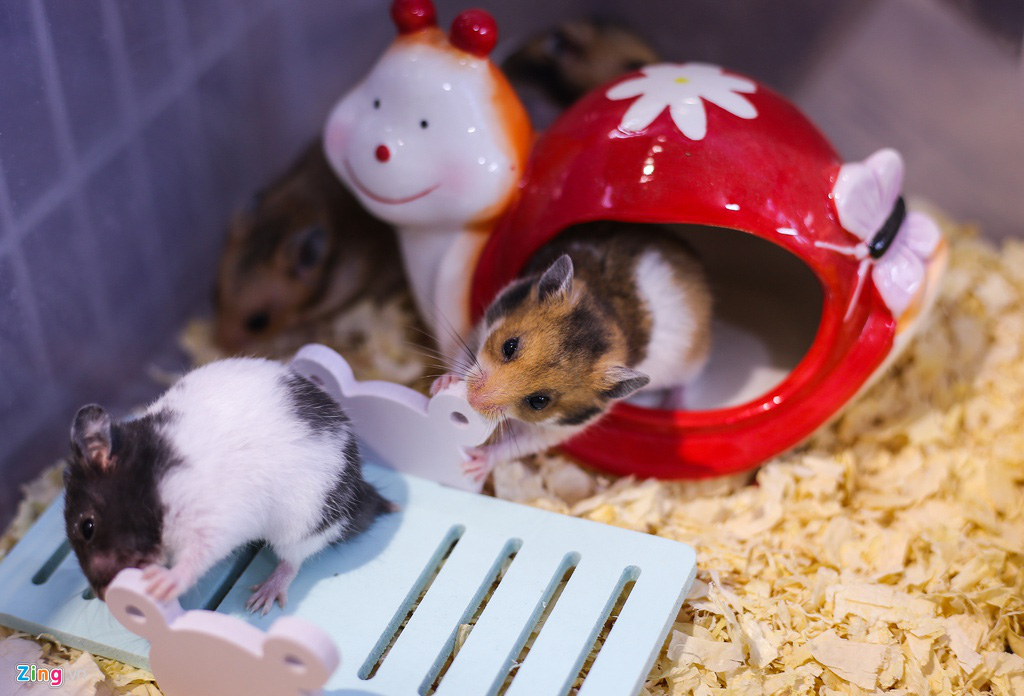 Chuột hamster bán chạy trước Tết - Ảnh 3. Chuột hamster bán chạy trước Tết - Ảnh 3.
