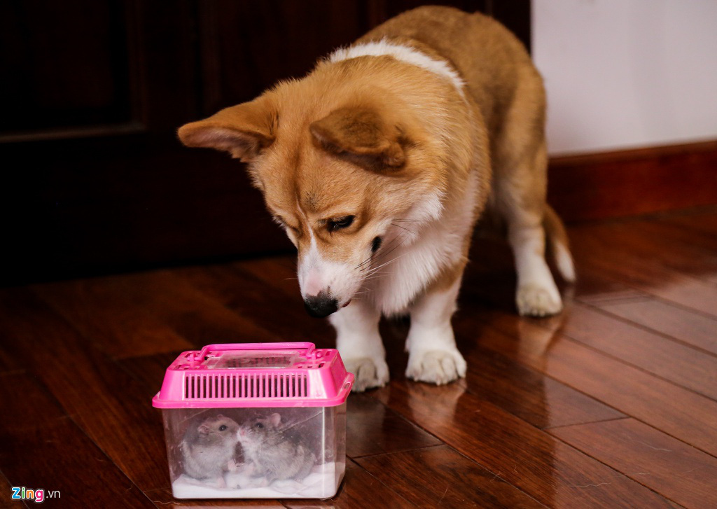 Chuột hamster bán chạy trước Tết - Ảnh 8. Chuột hamster bán chạy trước Tết - Ảnh 8.