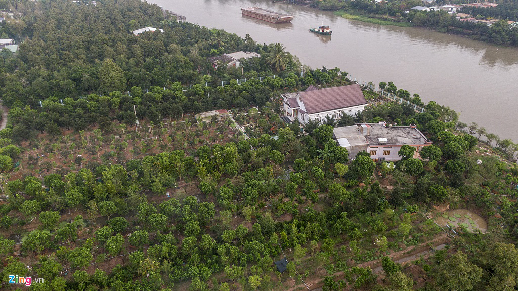 Vườn nguyệt quế hàng chục tỉ của nông dân miền Tây - Ảnh 12. Vườn nguyệt quế hàng chục tỉ của nông dân miền Tây - Ảnh 12.