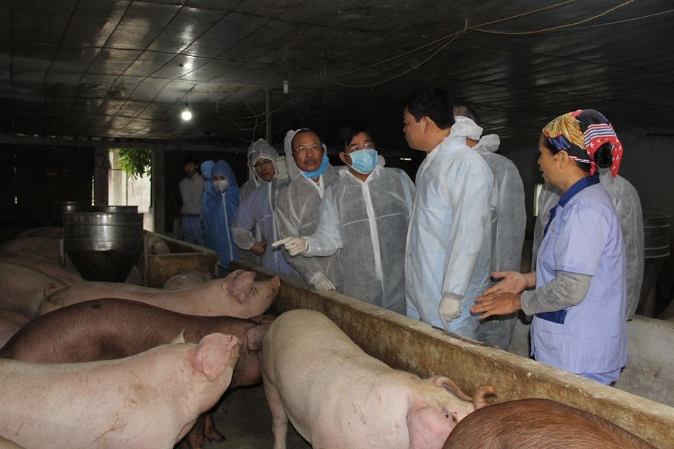 Bán 1 con lợn thu nửa cây vàng, nông dân kể chuyện chưa từng có - Ảnh 1. Bán 1 con lợn thu nửa cây vàng, nông dân kể chuyện chưa từng có - Ảnh 1.