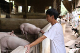 Hộ chăn nuôi không còn lợn bán