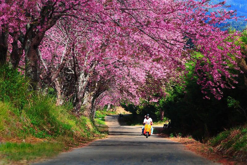 4 dia diem ngam hoa anh dao tai Thai Lan hinh anh 13 