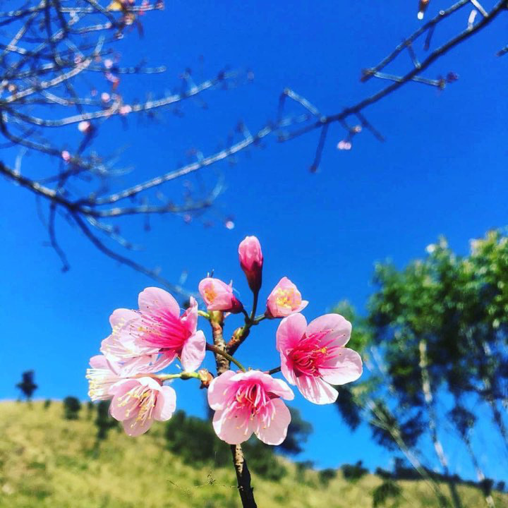 4 dia diem ngam hoa anh dao tai Thai Lan hinh anh 14 
