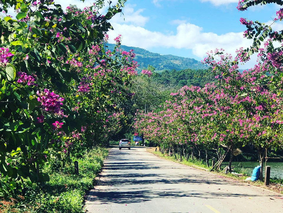 4 dia diem ngam hoa anh dao tai Thai Lan hinh anh 16 