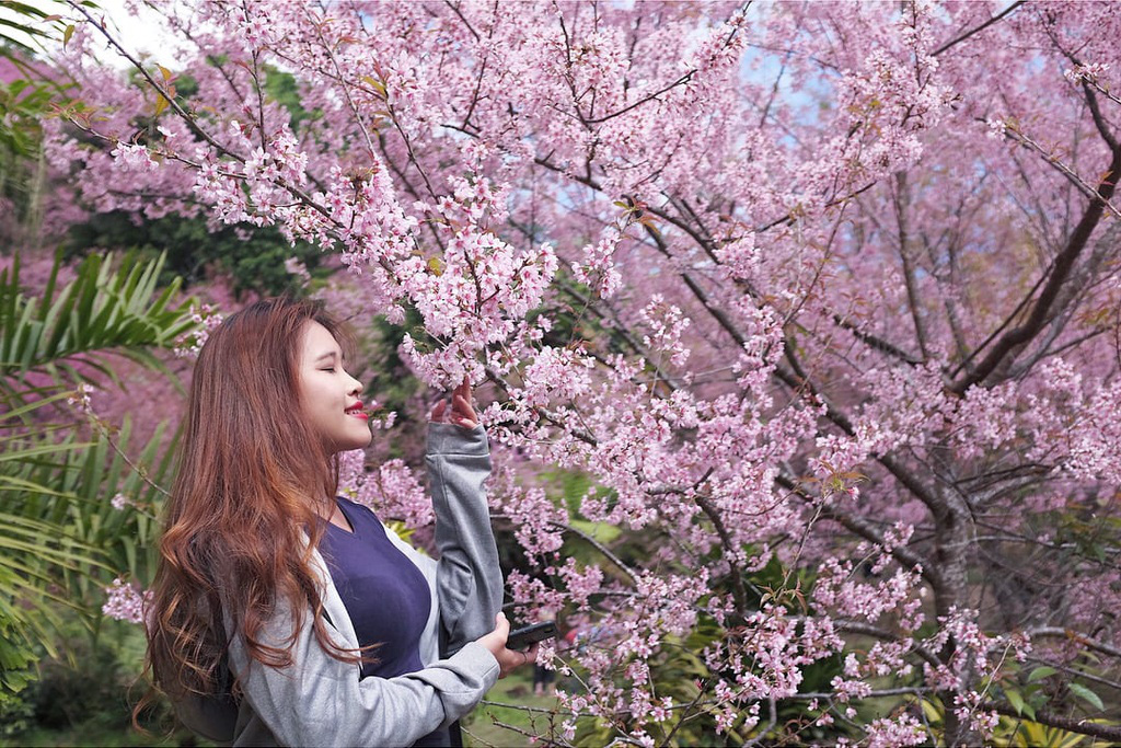 4 dia diem ngam hoa anh dao tai Thai Lan hinh anh 3 