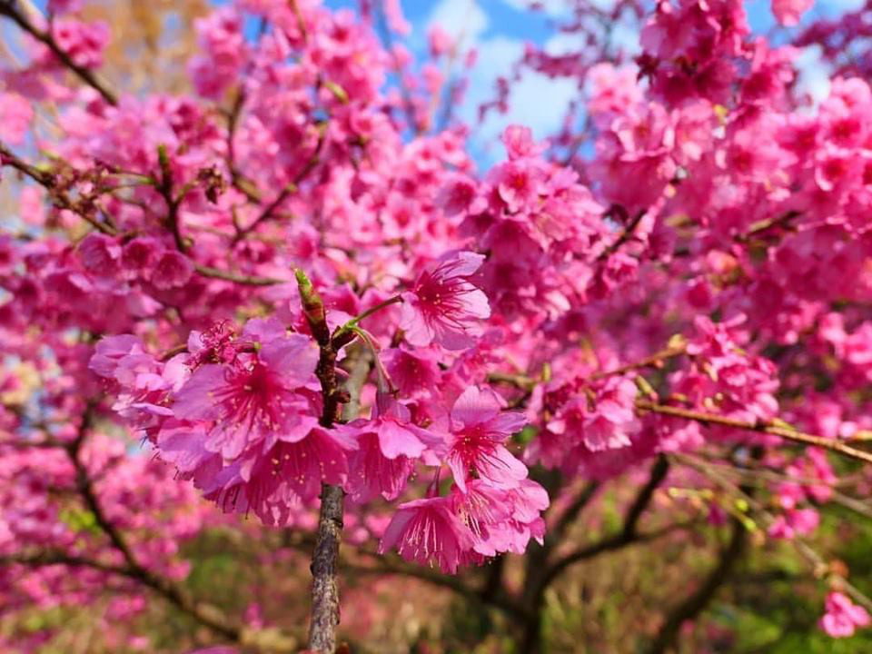 4 dia diem ngam hoa anh dao tai Thai Lan hinh anh 7 