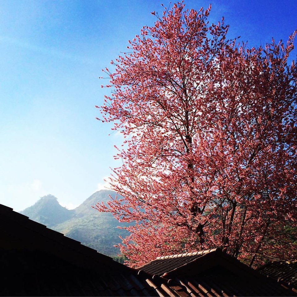 4 dia diem ngam hoa anh dao tai Thai Lan hinh anh 8 