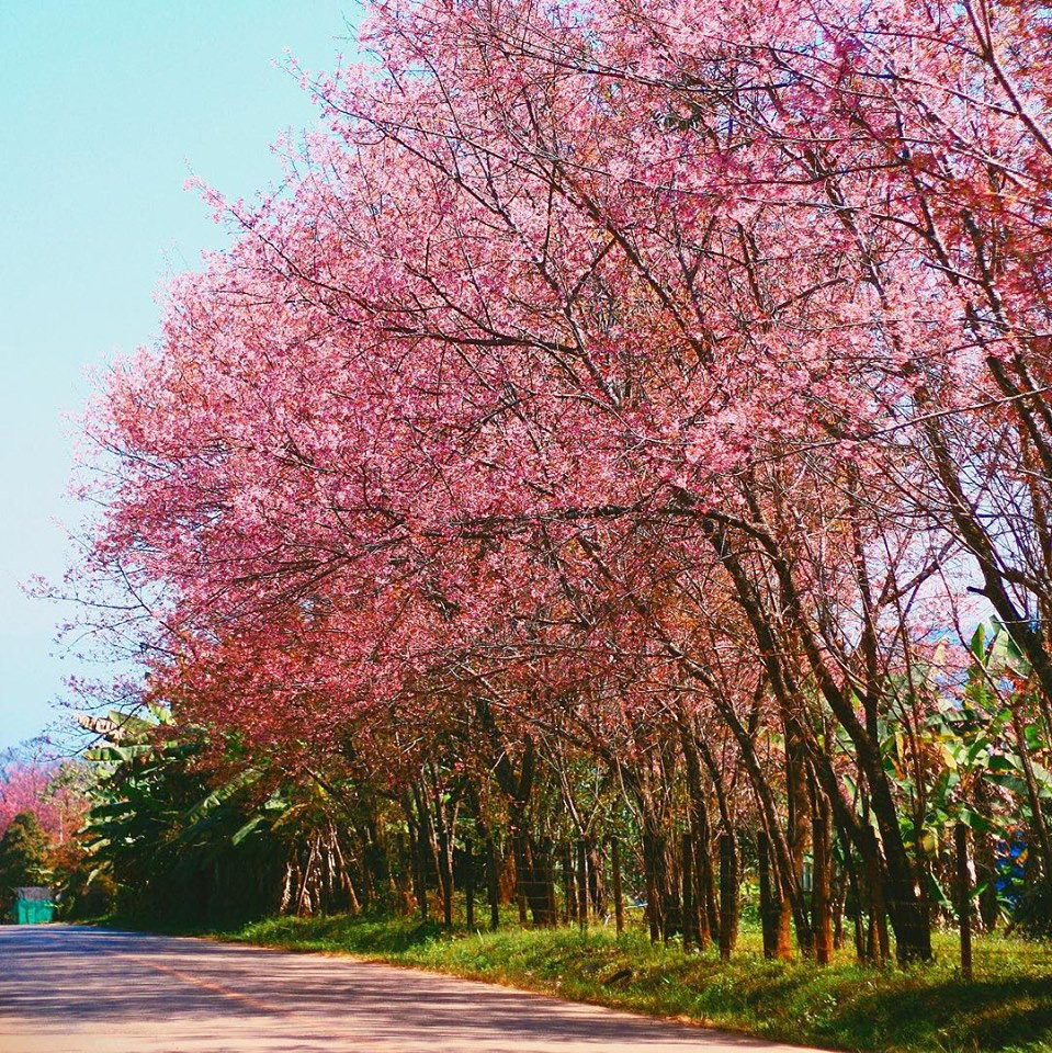 4 dia diem ngam hoa anh dao tai Thai Lan hinh anh 9 