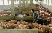 Giá heo hơi hôm nay 8/1: Tiếp tục lao dốc, có nơi giảm đến 12.000 đồng/kg, không tìm ra nơi nào có giá trên 90.000 đồng/kg