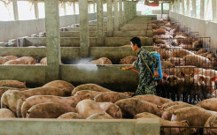 Giá heo hơi hôm nay 8/1: Tiếp tục lao dốc, có nơi giảm đến 12.000 đồng/kg, không tìm ra nơi nào có giá trên 90.000 đồng/kg