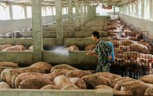Giá heo hơi hôm nay 7/3: Miền Nam có phiên thứ 3 liên tiếp tăng giá