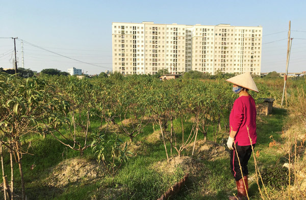 Cả vạn gốc đào chết khô, người Hà thành khóc ròng mùa Tết trắng tay - Ảnh 4. Cả vạn gốc đào chết khô, người Hà thành khóc ròng mùa Tết trắng tay - Ảnh 4.