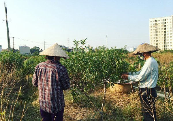 Cả vạn gốc đào chết khô, người Hà thành khóc ròng mùa Tết trắng tay - Ảnh 5. Cả vạn gốc đào chết khô, người Hà thành khóc ròng mùa Tết trắng tay - Ảnh 5.