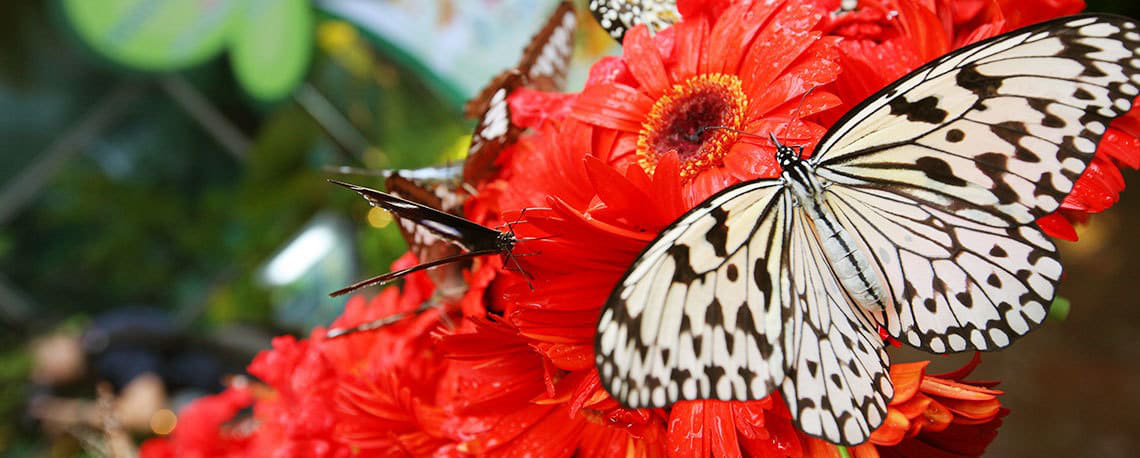 Singapore-Changi-Airport-butterfly_garden Singapore-Changi-Airport-butterfly_garden