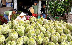Trung Quốc siết mạnh, khối hàng tỉ USD của Việt Nam đổ dốc