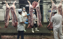 Giá heo hơi lên đỉnh 82.000 đồng/kg sau khi CP nâng giá bán thêm 3.000 đồng/kg