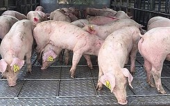Giá heo hơi hôm nay 14/3: Tiếp tục sụt giảm